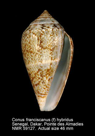 Conus franciscanus (f) hybridus.jpg - Conus franciscanus (f) hybridus Kiener,1847